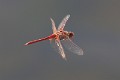 IMG_1914 Sympetrum fonscolombii